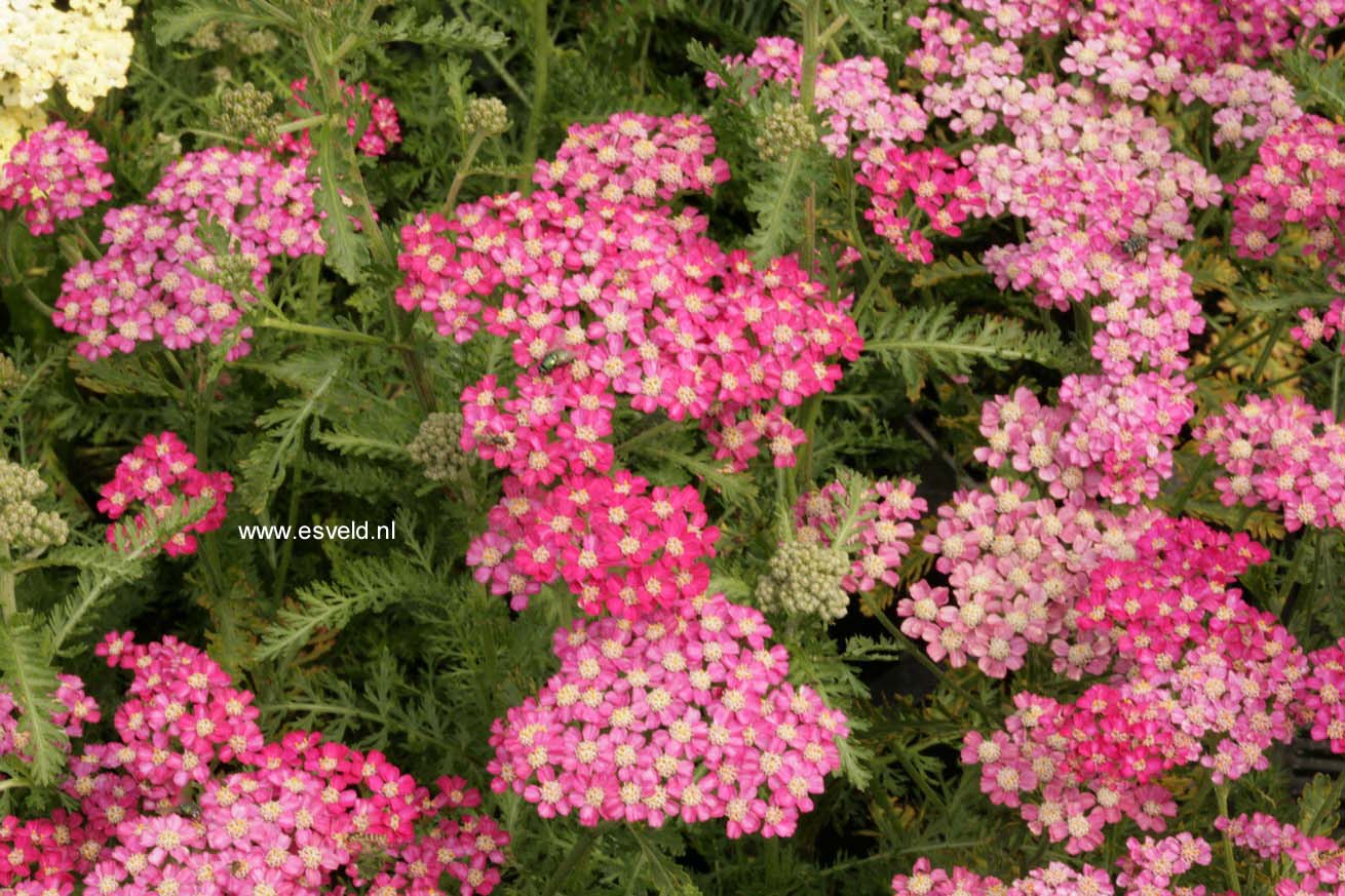 Achillea millefolium 'Excel'