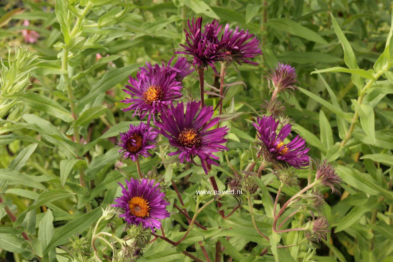 Aster novae-angliae 'Violetta'