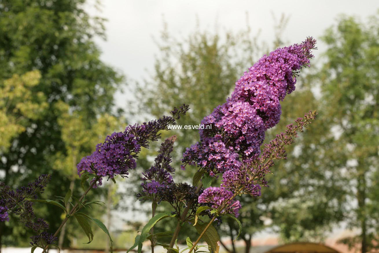 Buddleja davidii 'Peakeep' (PEACOCK)