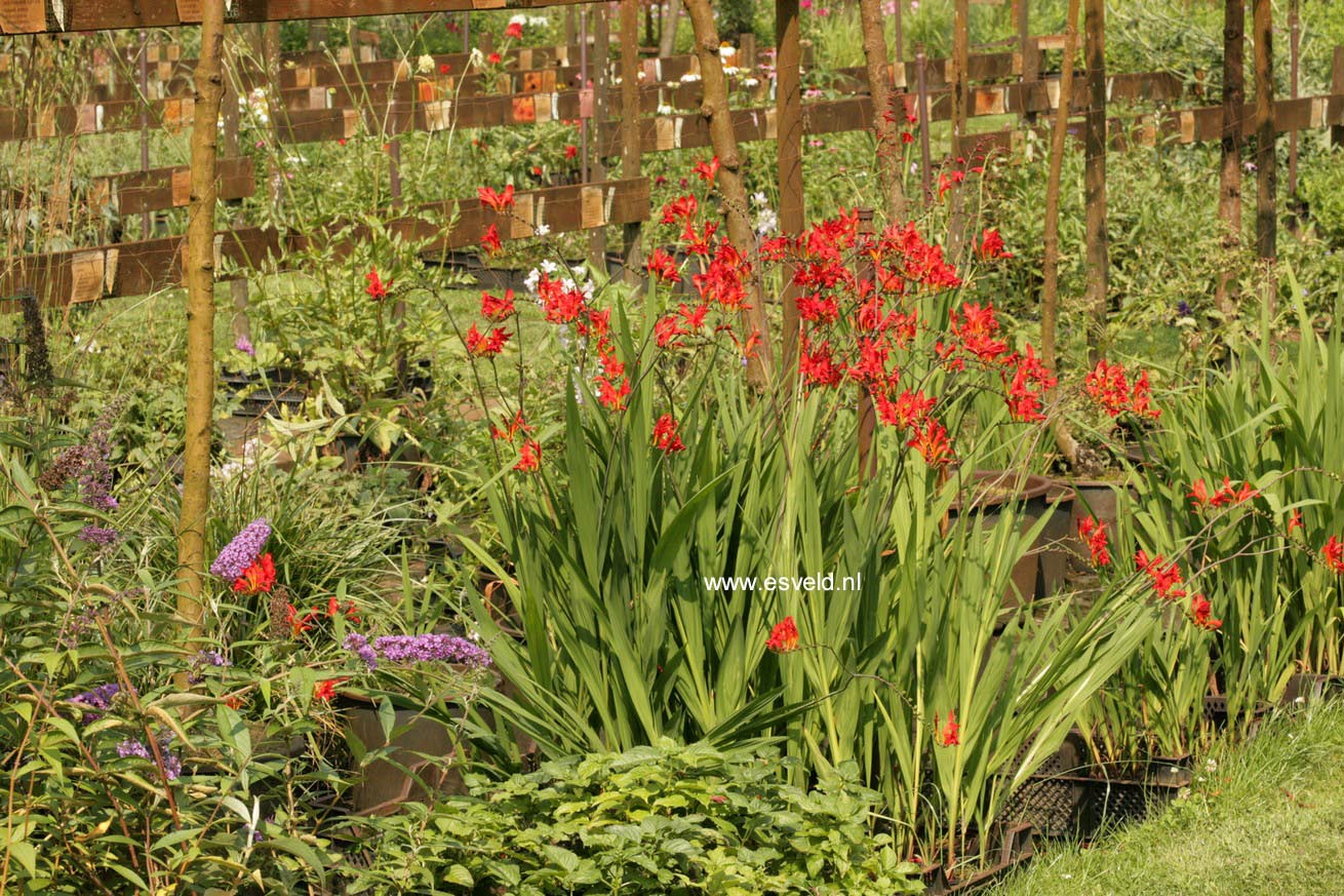 Crocosmia 'Lucifer'