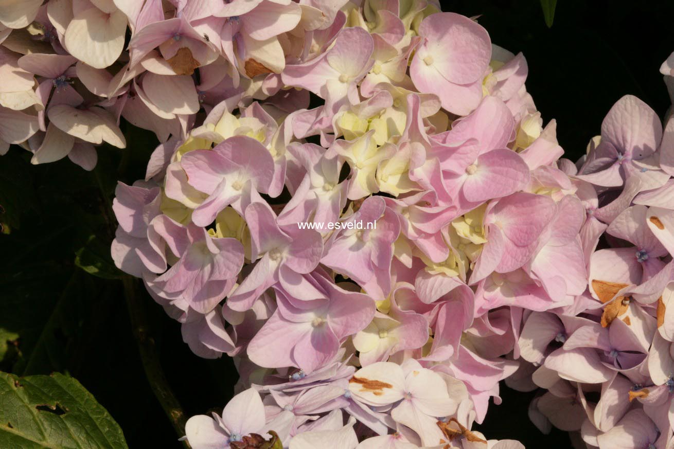 Hydrangea macrophylla 'Vindool' (DOOLEY)