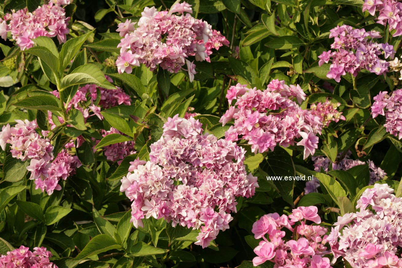 Hydrangea macrophylla 'Youmefour' (PASSION)