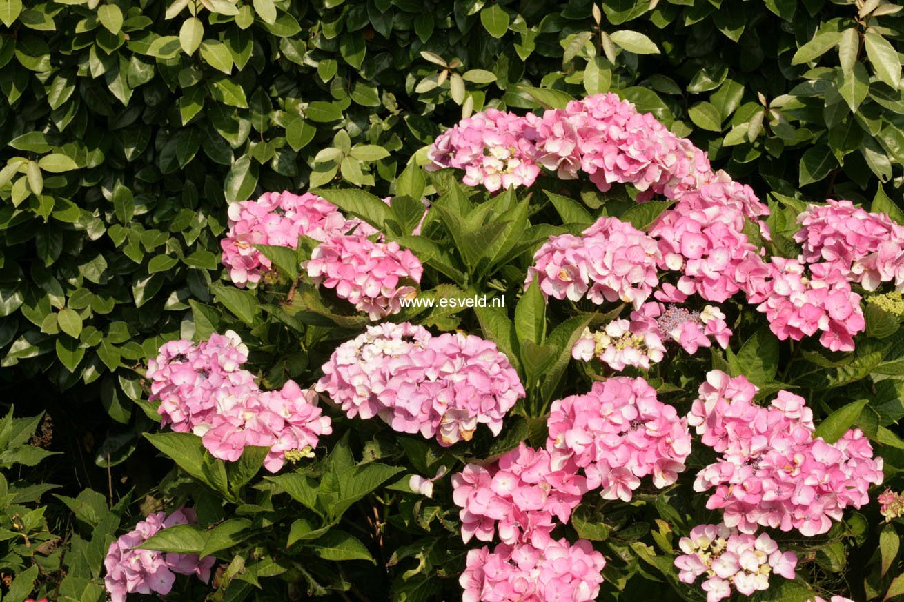 Hydrangea macrophylla 'Messalina'