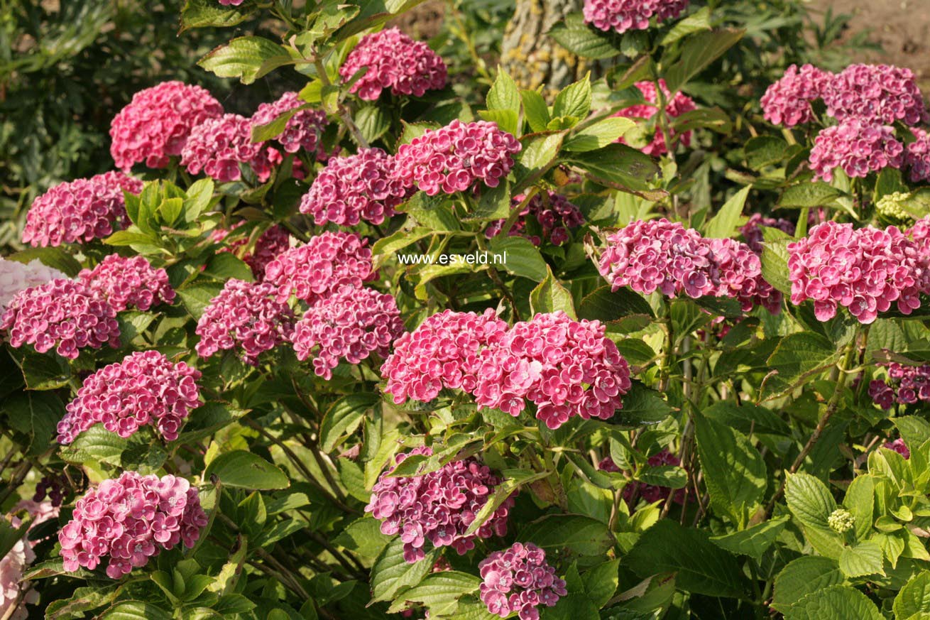 Hydrangea macrophylla 'Hopcorn' (HOVARIA)