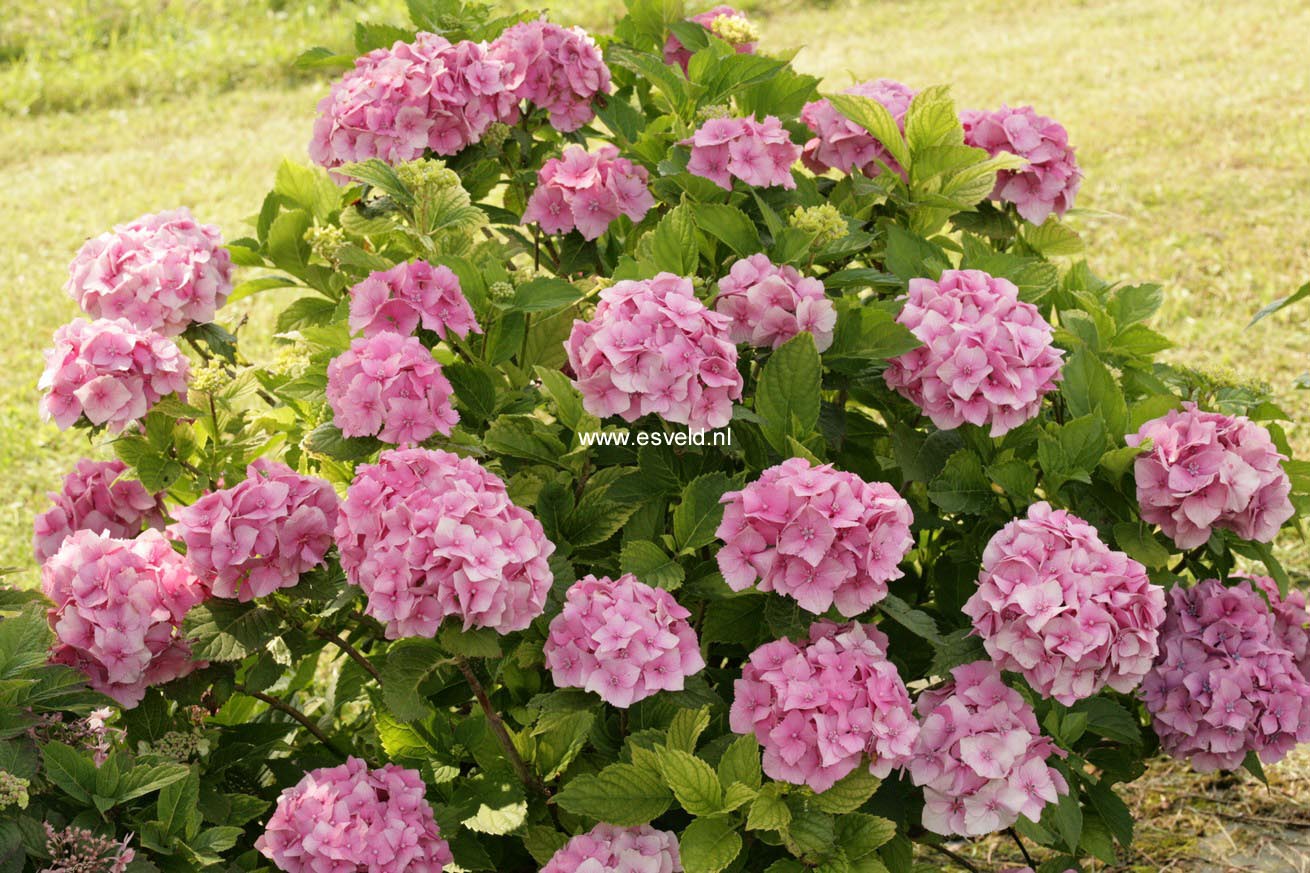 Hydrangea macrophylla 'Hamburg'