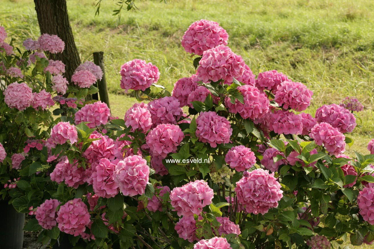 Hydrangea macrophylla 'Gerda Steiniger'