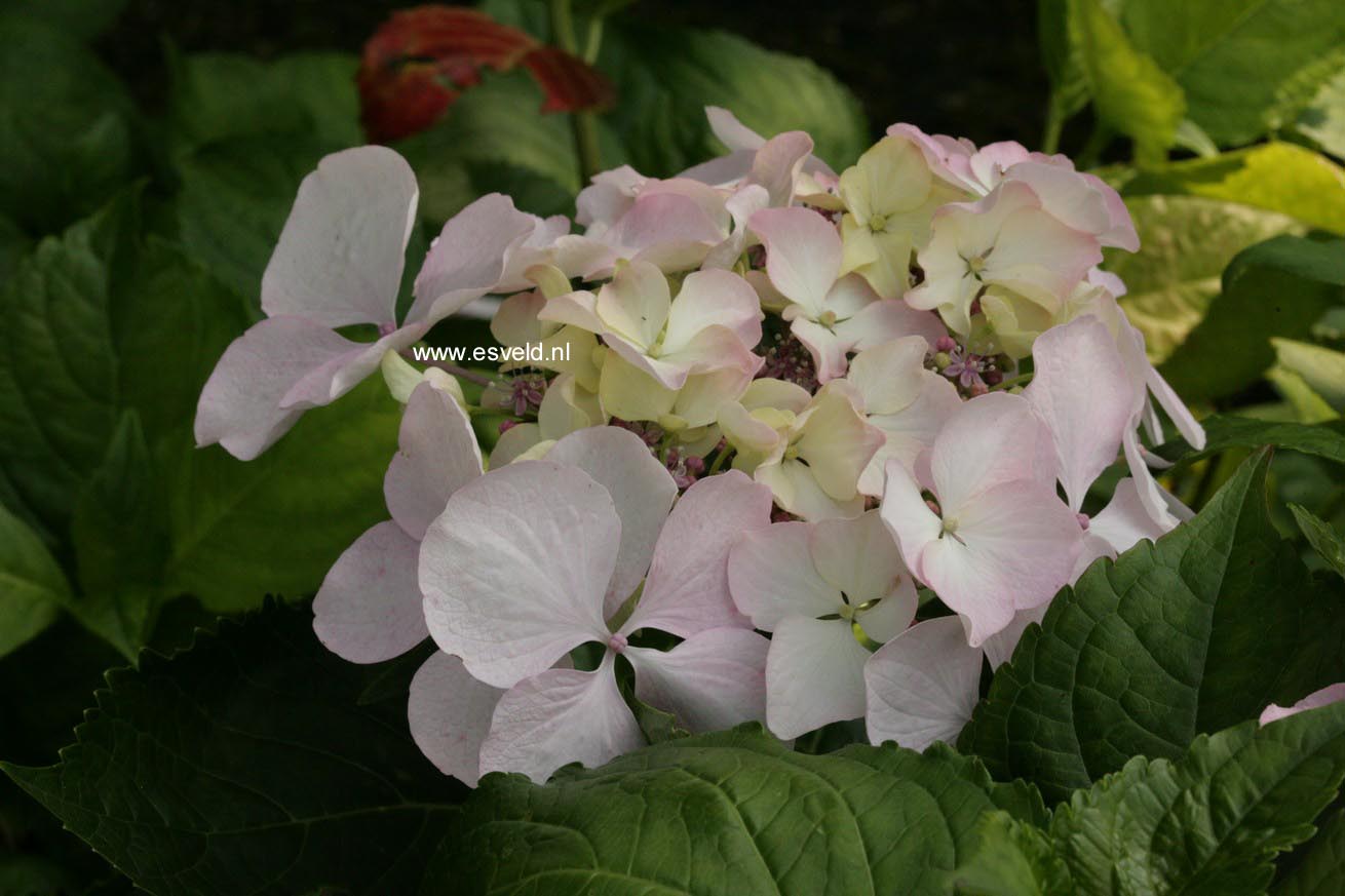 Hydrangea macrophylla 'Beaute Vendomoise'