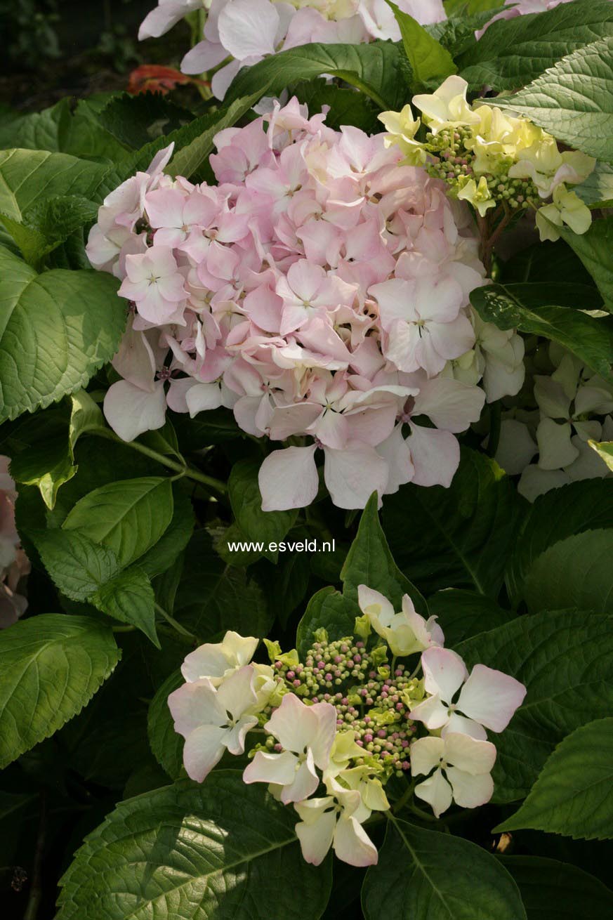 Hydrangea macrophylla 'Beaute Vendomoise'