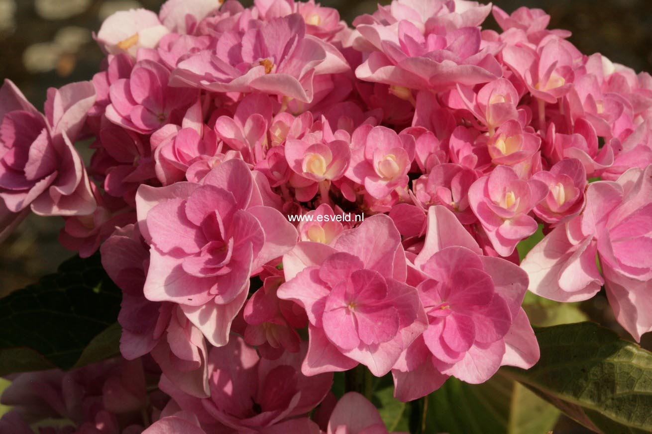 Hydrangea macrophylla 'Youmetwo' (ETERNITY)