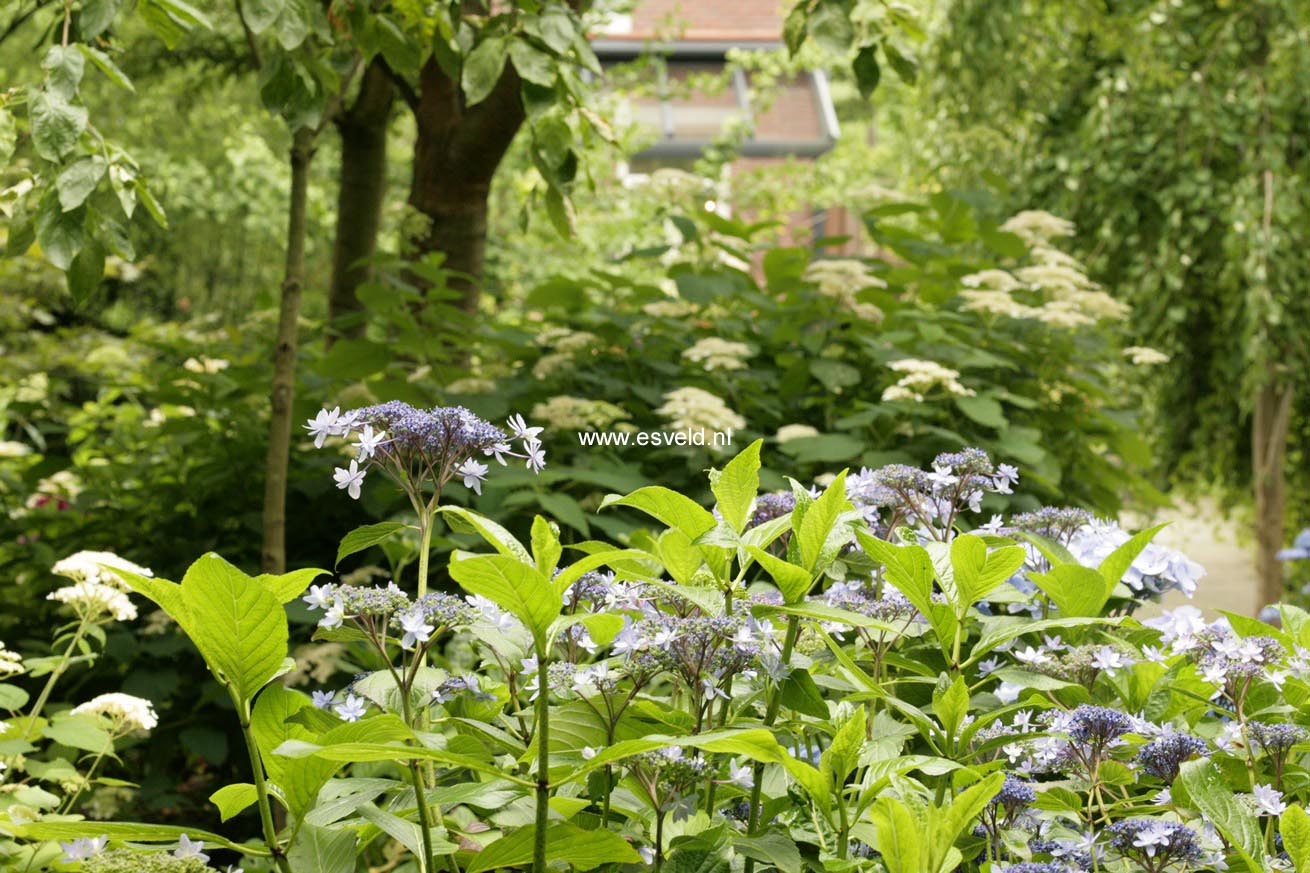 Hydrangea macrophylla 'Izu no hana'