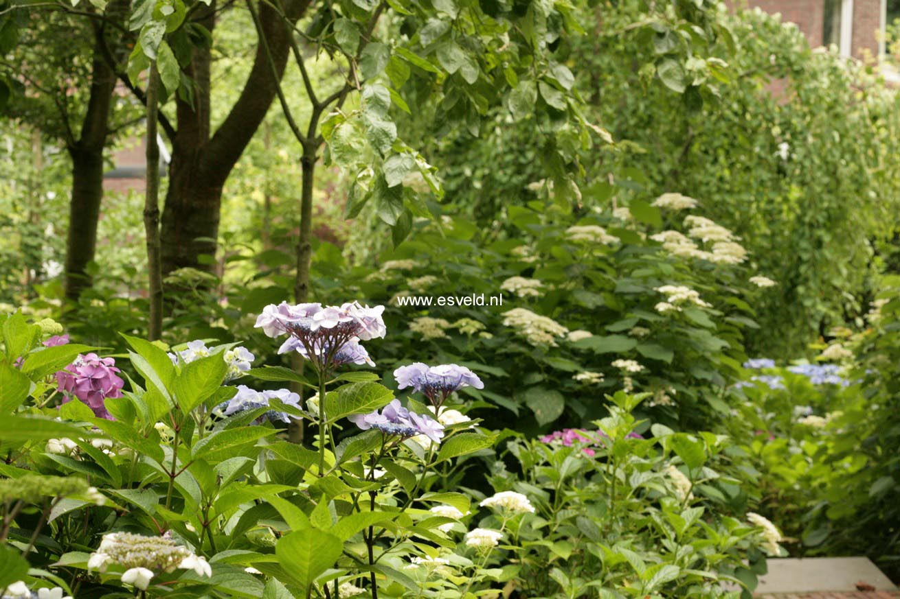 Hydrangea macrophylla 'Izu no hana'