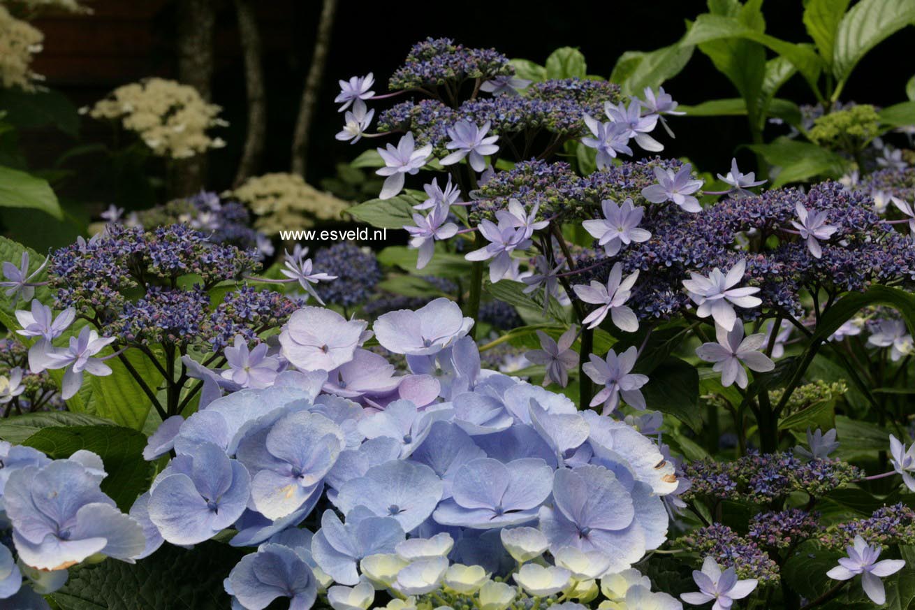 Hydrangea macrophylla 'Izu no hana'