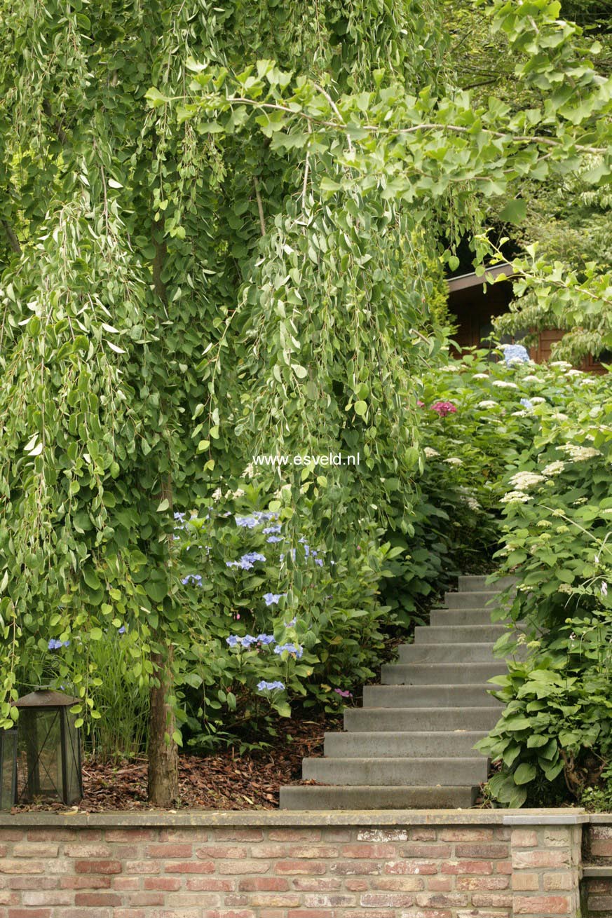 Cercidiphyllum japonicum 'Pendulum'