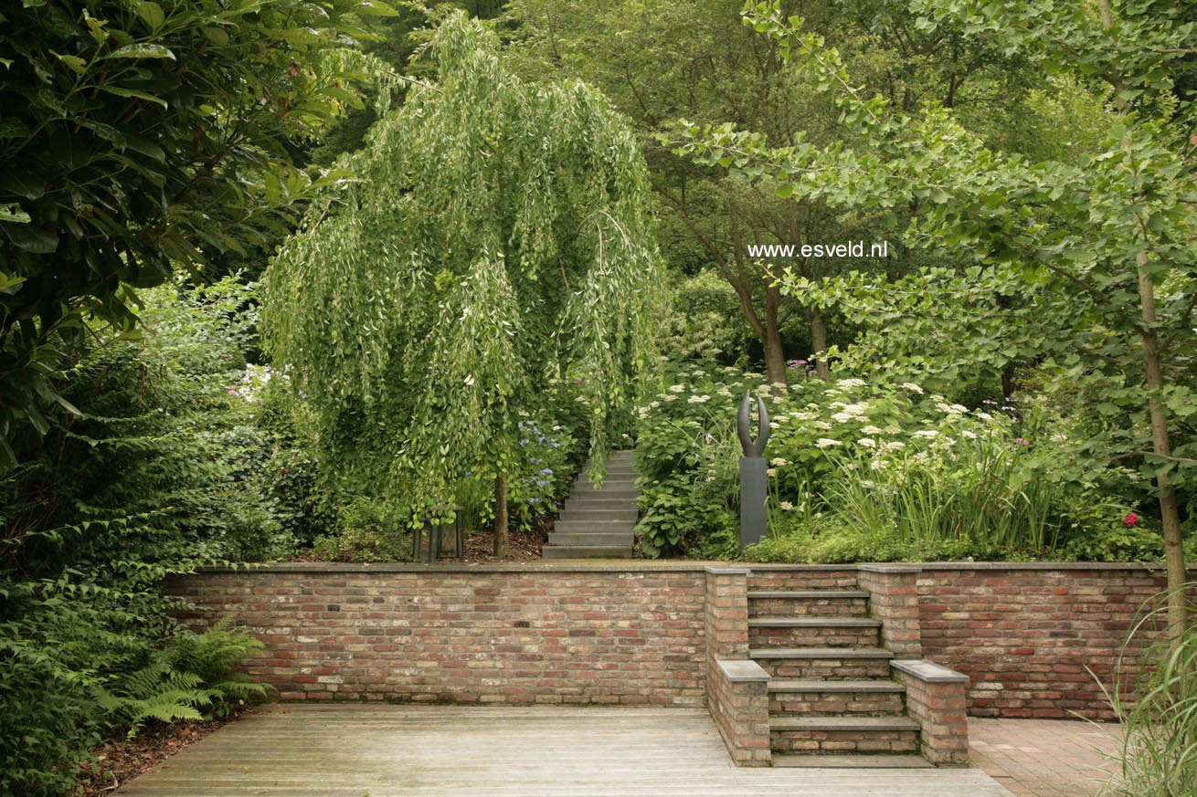 Cercidiphyllum japonicum 'Pendulum'