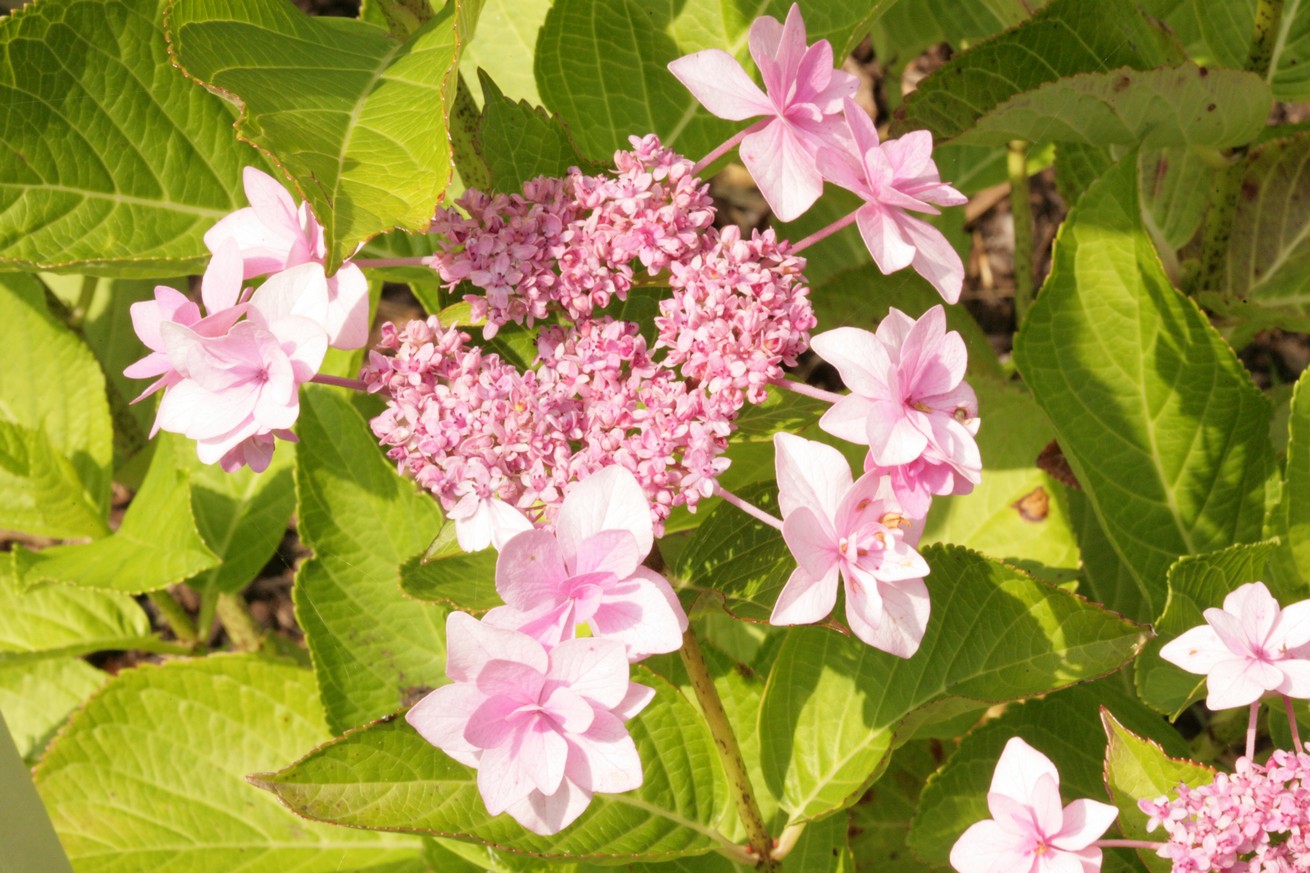 Hydrangea macrophylla 'Tambour Major'