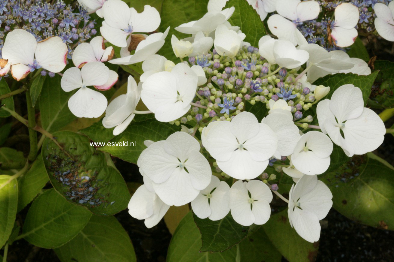 Hydrangea macrophylla 'Snow'