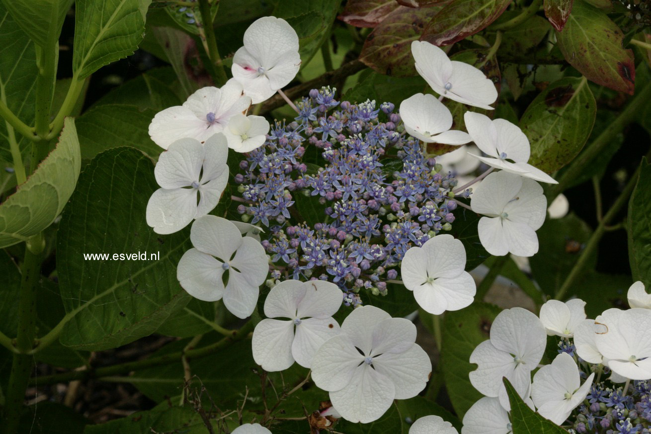 Hydrangea macrophylla 'Snow'