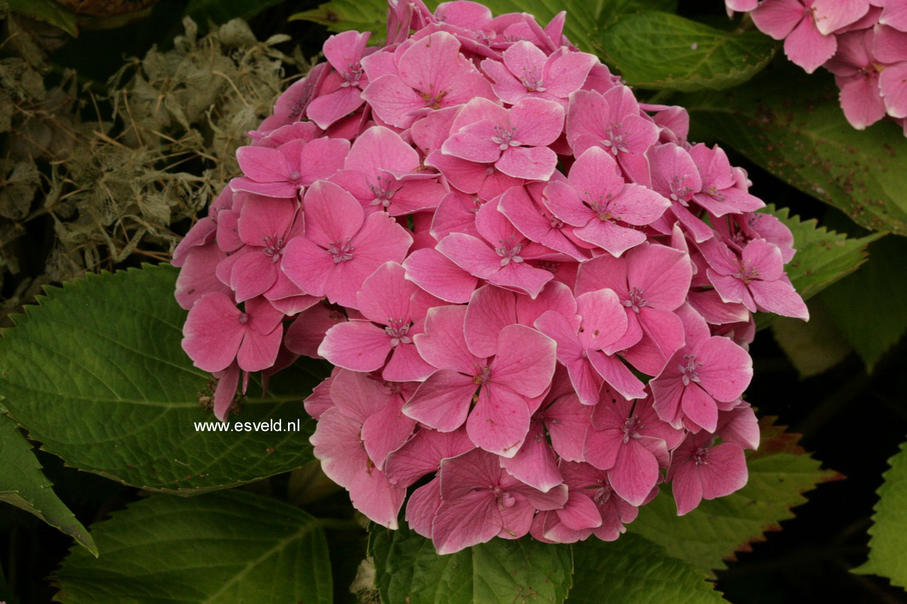 Hydrangea macrophylla 'Souvenir de Marne'