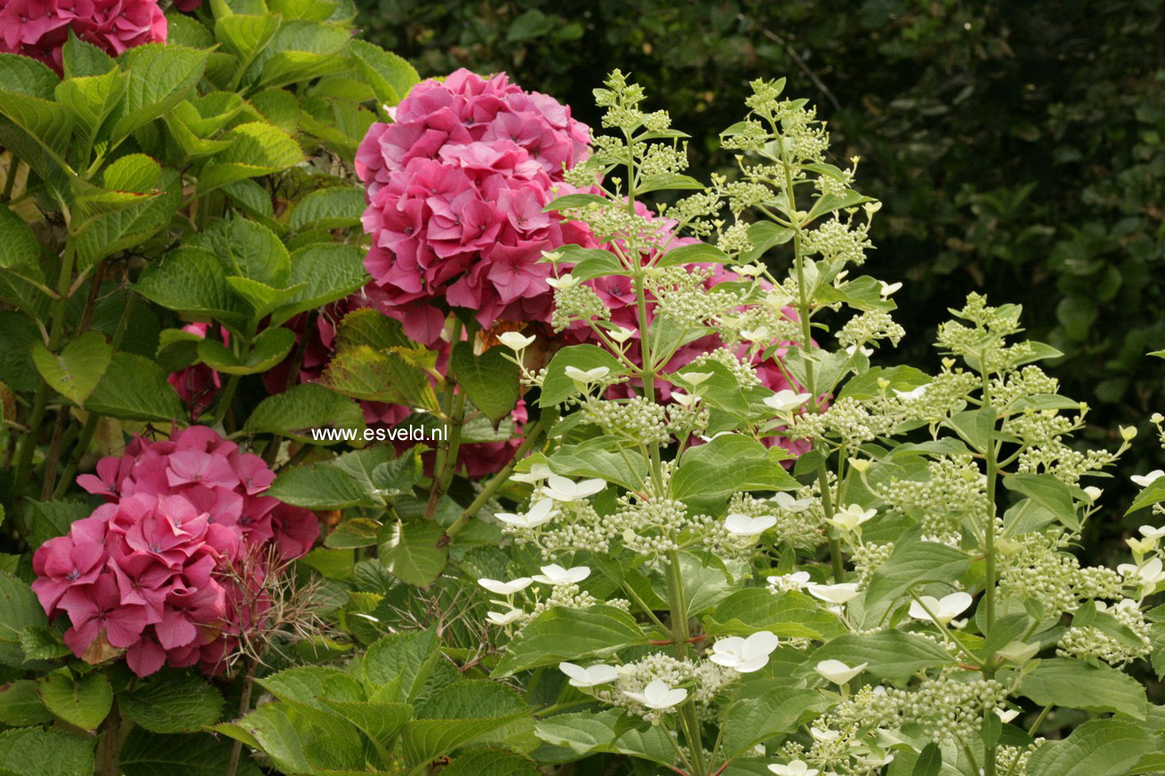 Hydrangea paniculata 'Greenspire'