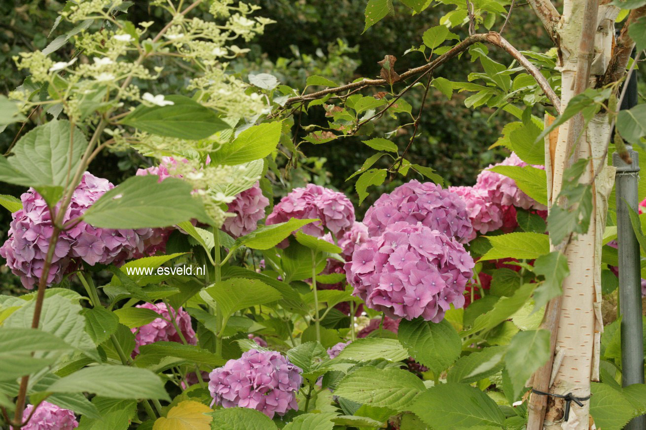 Hydrangea macrophylla 'R.F. Felton'