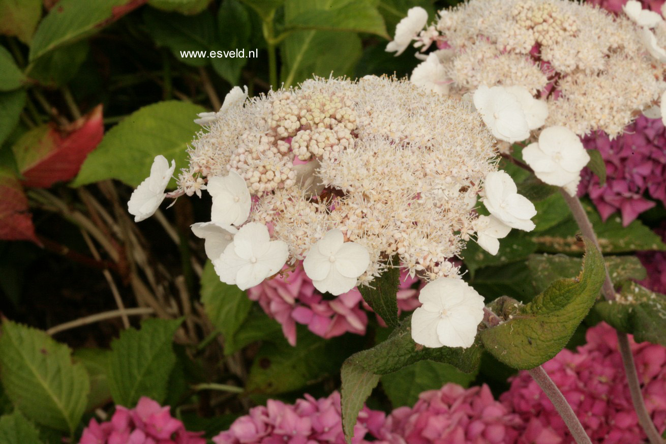 Hydrangea aspera 'Peter Chappell'