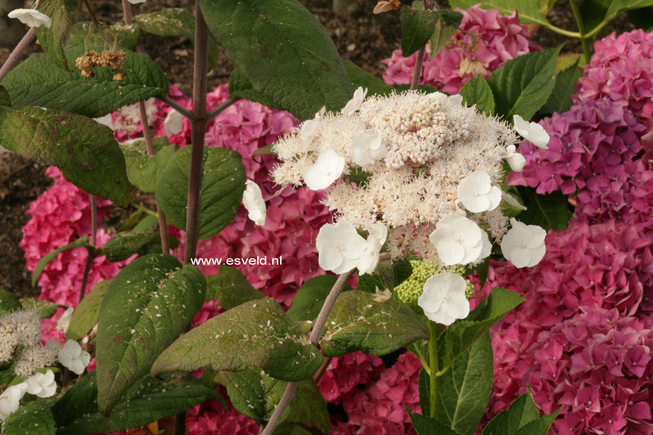 Hydrangea aspera 'Peter Chappell'