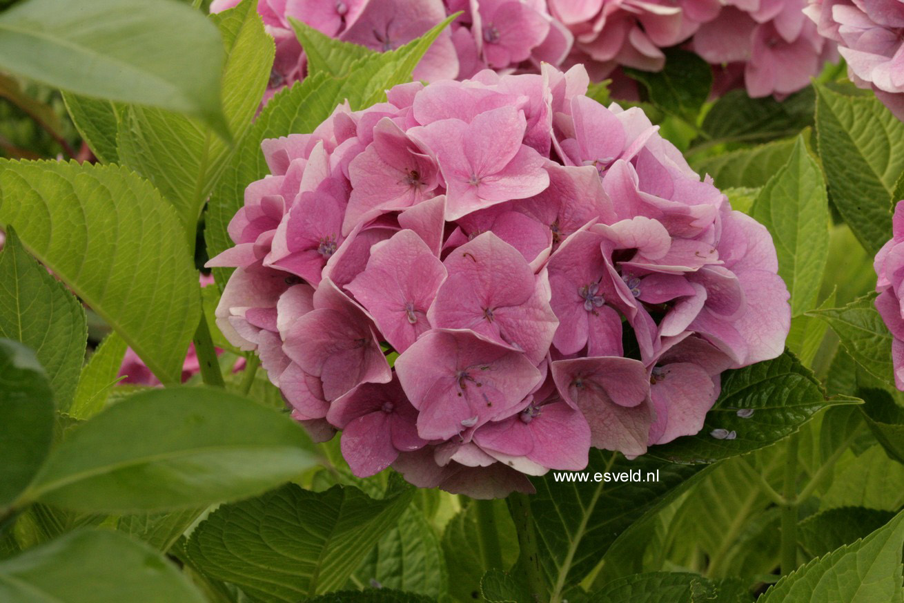 Hydrangea macrophylla 'Ankong' (MAGICAL CRYSTAL)