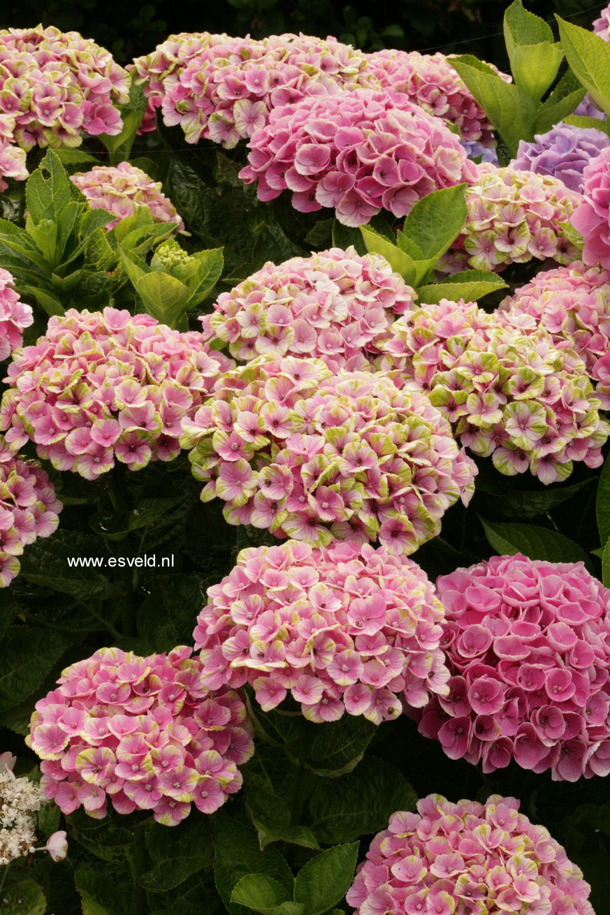 Hydrangea macrophylla 'Hokomac' (MAGICAL CORAL)