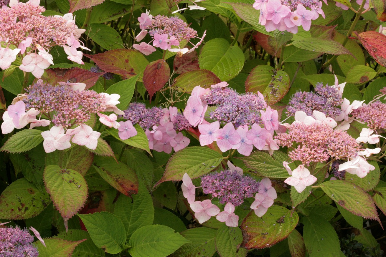 Hydrangea macrophylla 'Dart's Romance'