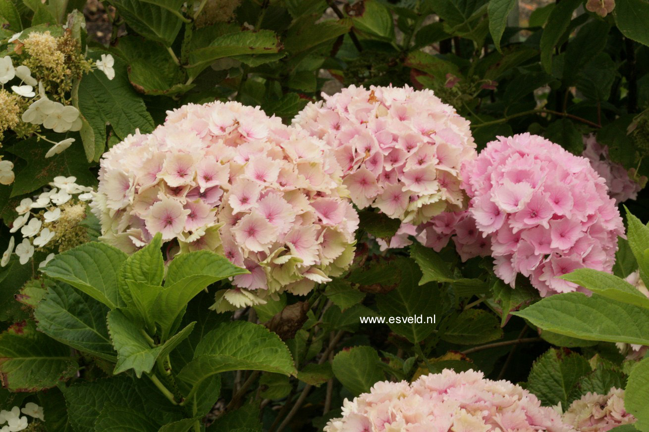 Hydrangea macrophylla 'Hortmoc' (MAGICAL OCEAN)