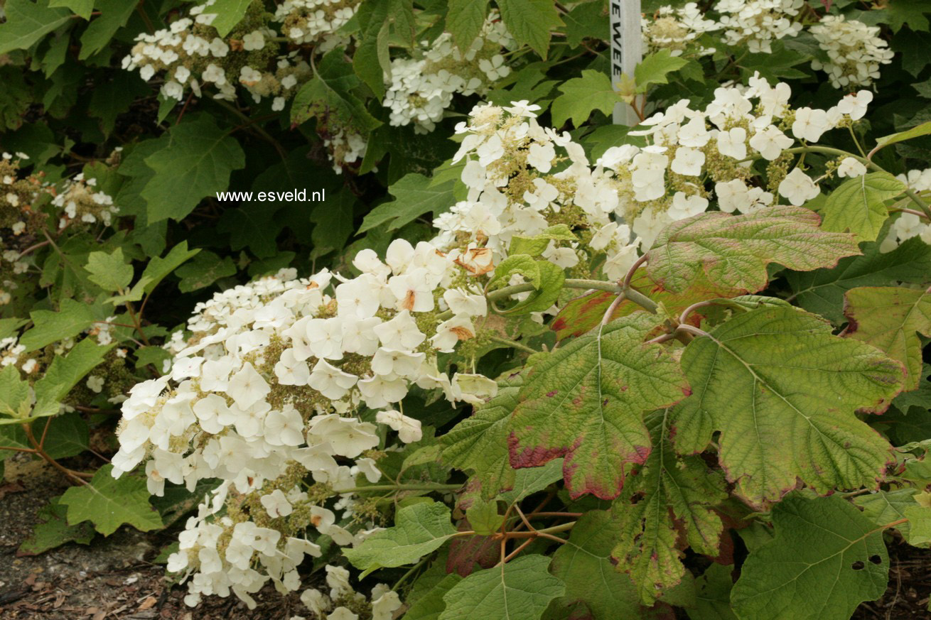 Hydrangea quercifolia 'Flemigea' (SNOWQUEEN)