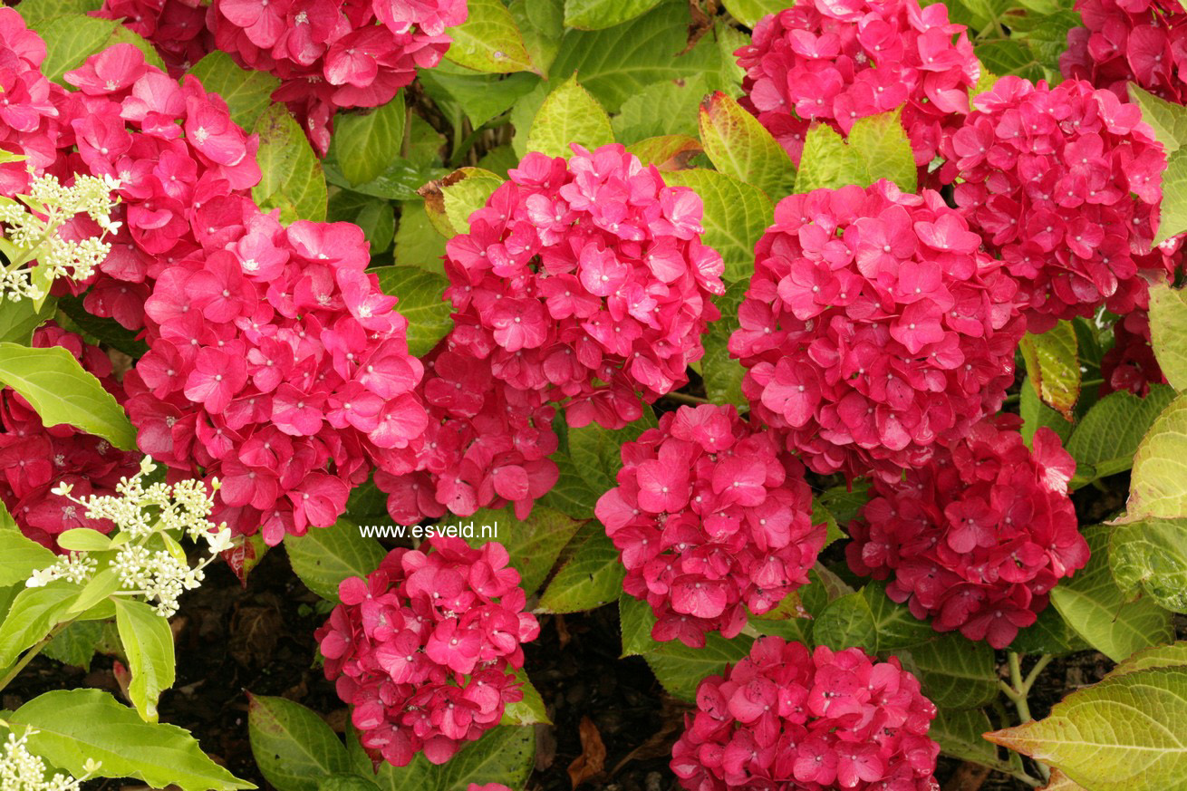 Hydrangea macrophylla 'Amsterdam'