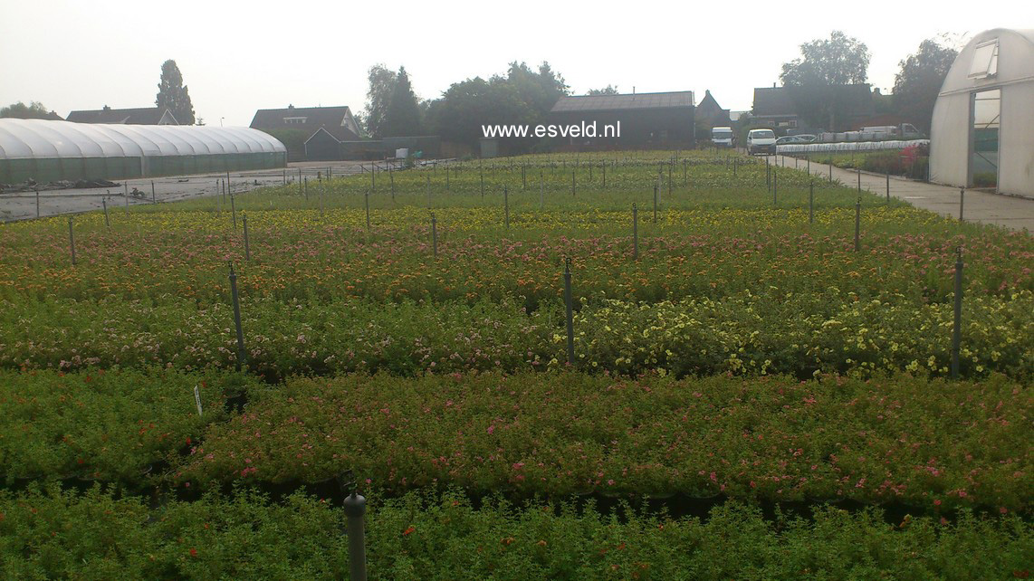 Potentilla fruticosa