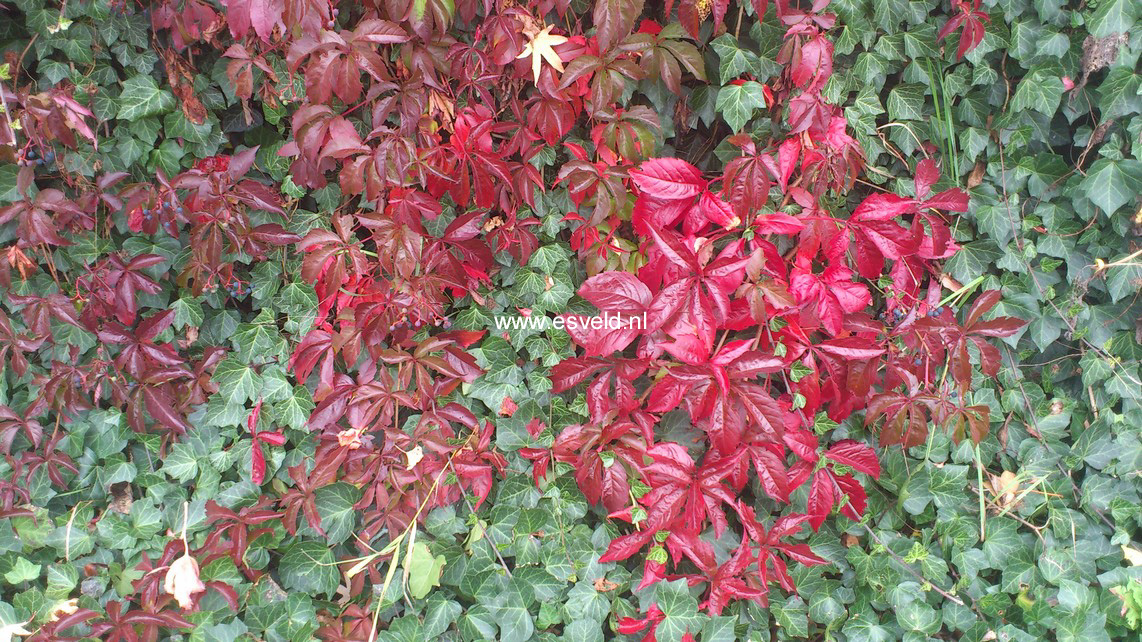 Parthenocissus quinquefolia