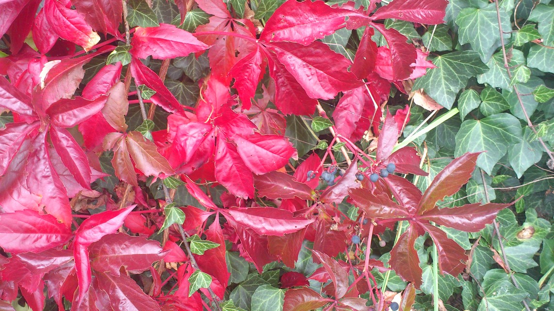 Parthenocissus quinquefolia