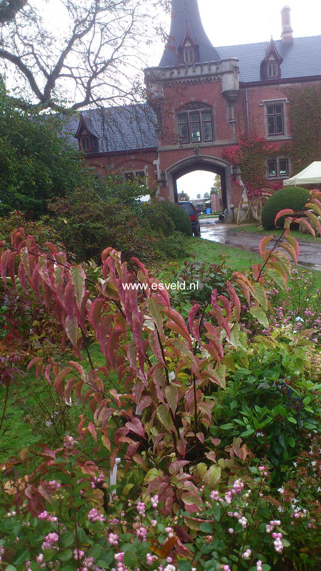 Stachyurus chinensis 'Joy Forever'