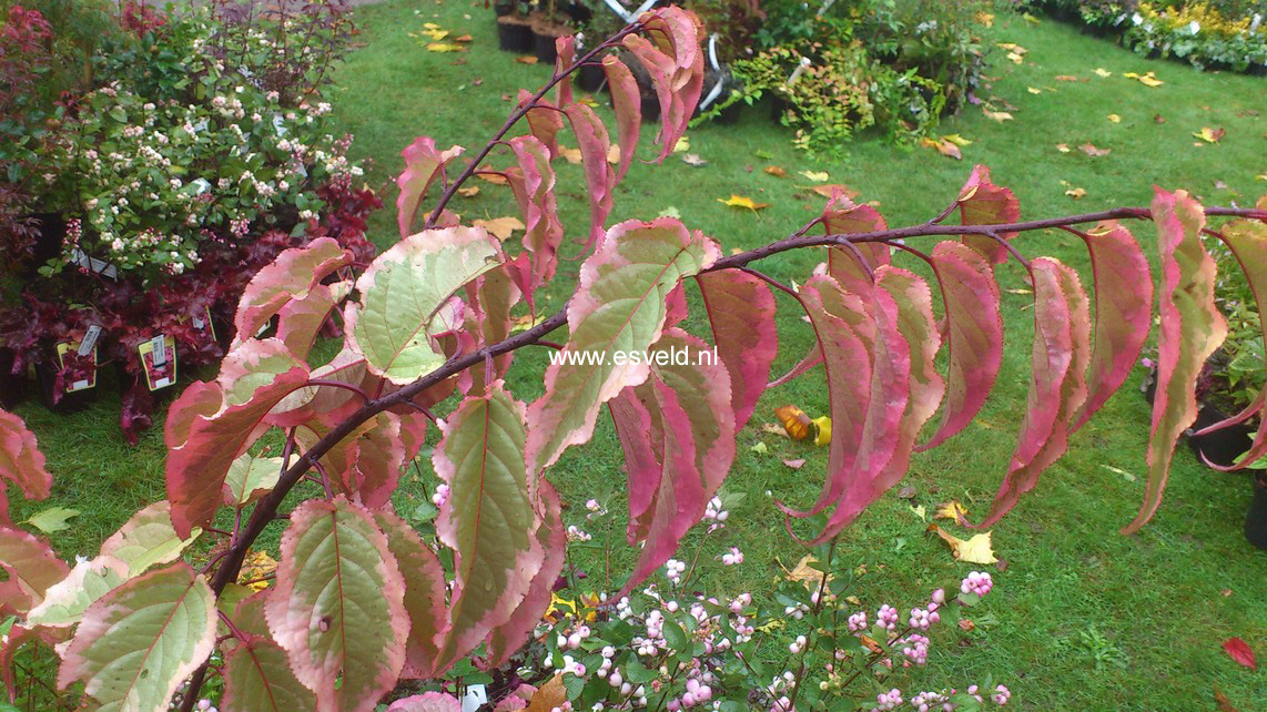 Stachyurus chinensis 'Joy Forever'