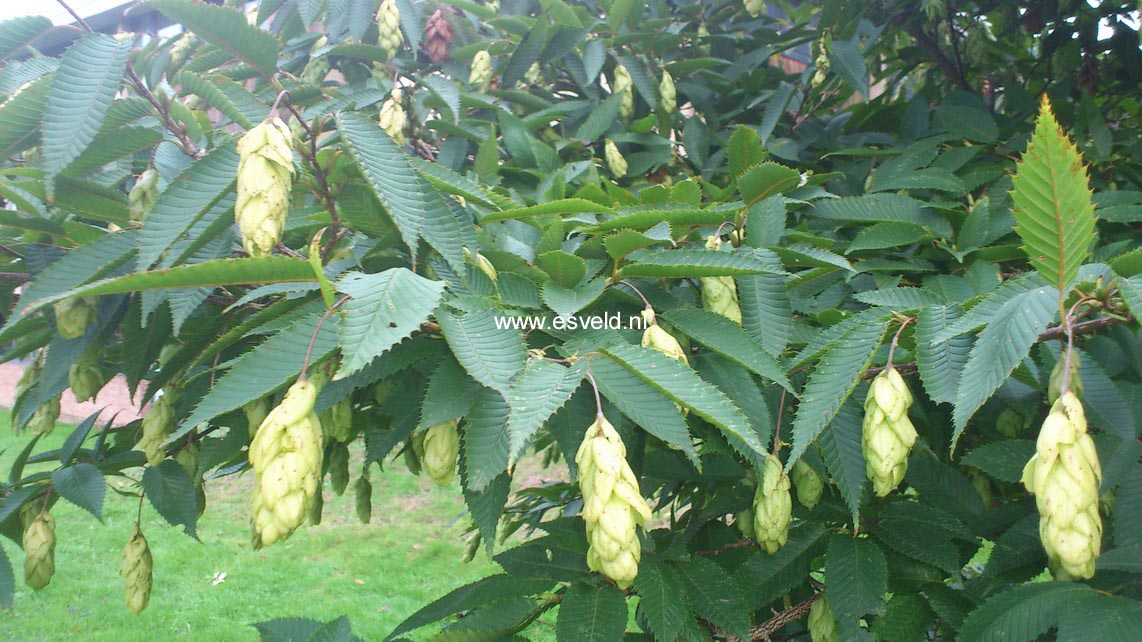 Carpinus japonica