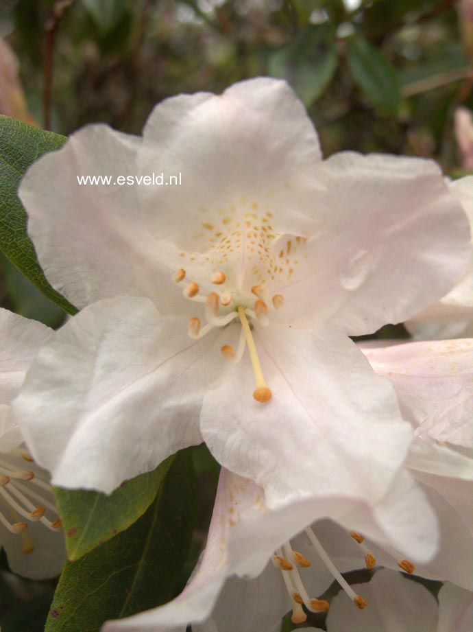 Rhododendron 'Dora Amateis'