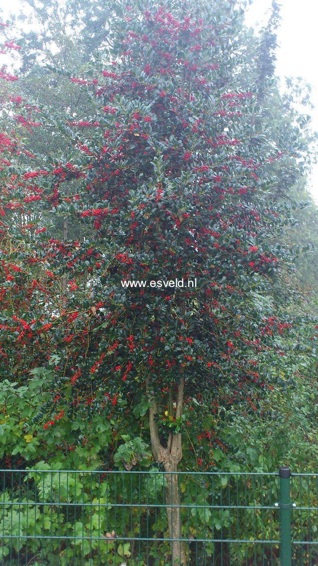 Ilex aquifolium