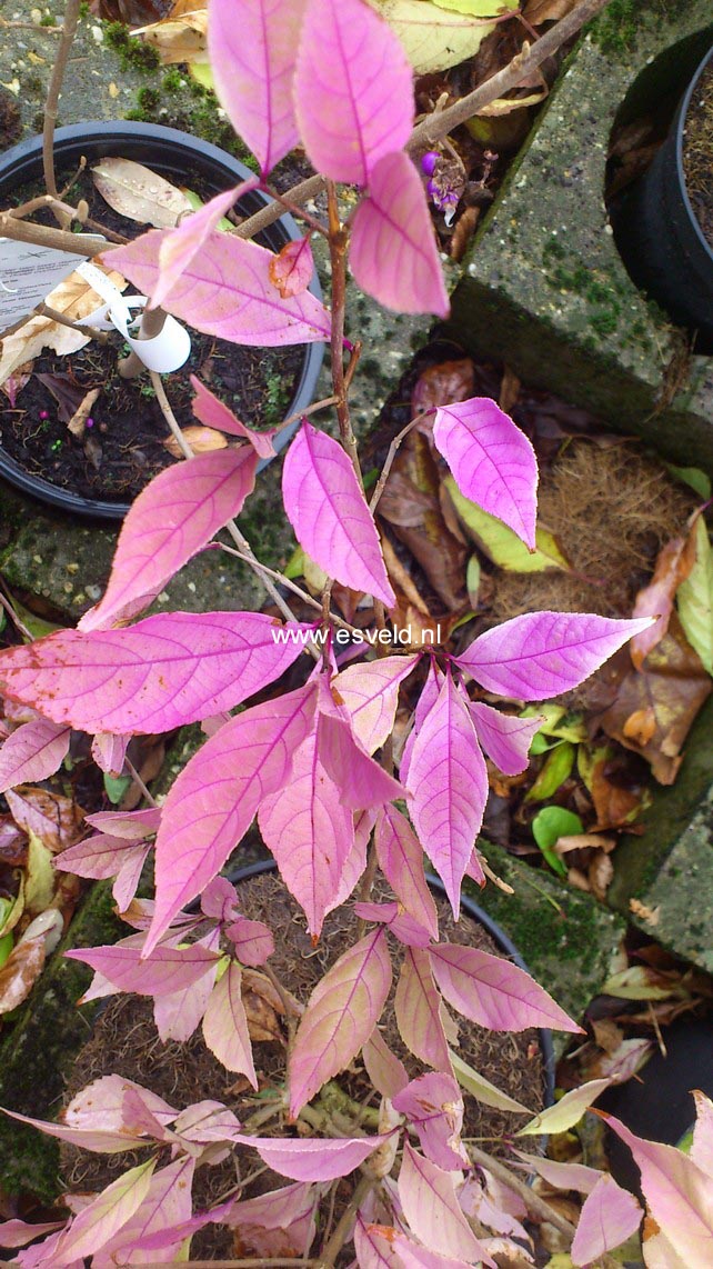 Callicarpa kwangtungensis