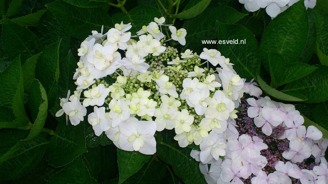 Hydrangea macrophylla 'Trophy'