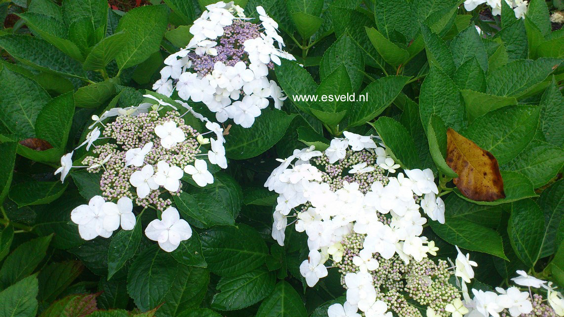 Hydrangea macrophylla 'Trophy'