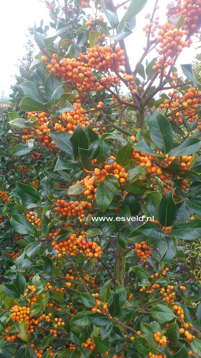 Ilex aquifolium 'Amber'