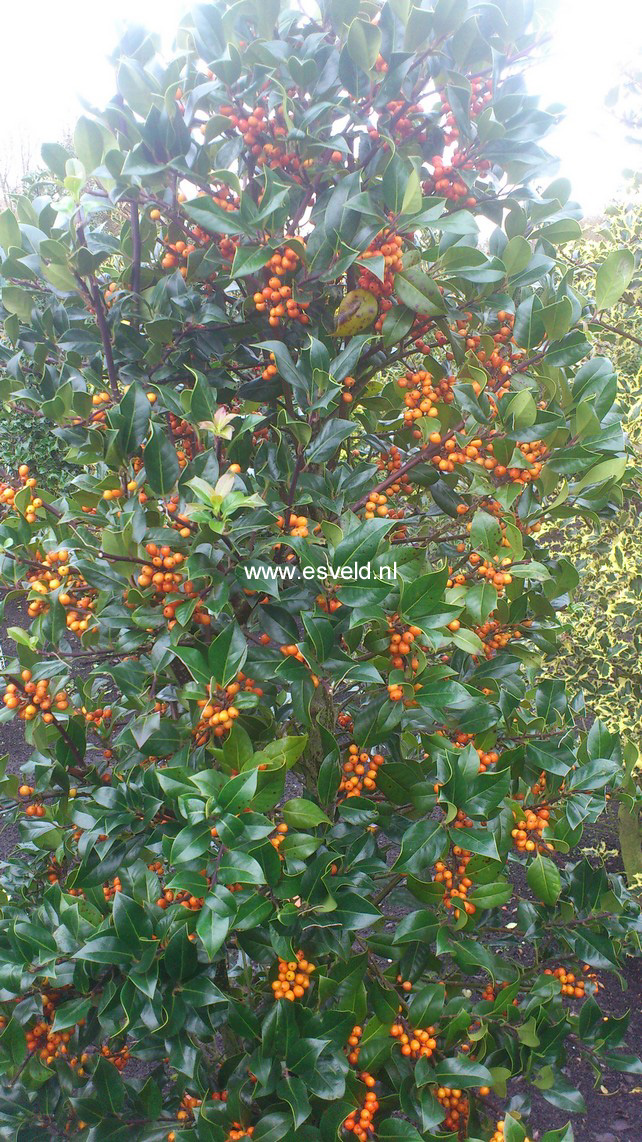 Ilex aquifolium 'Amber'