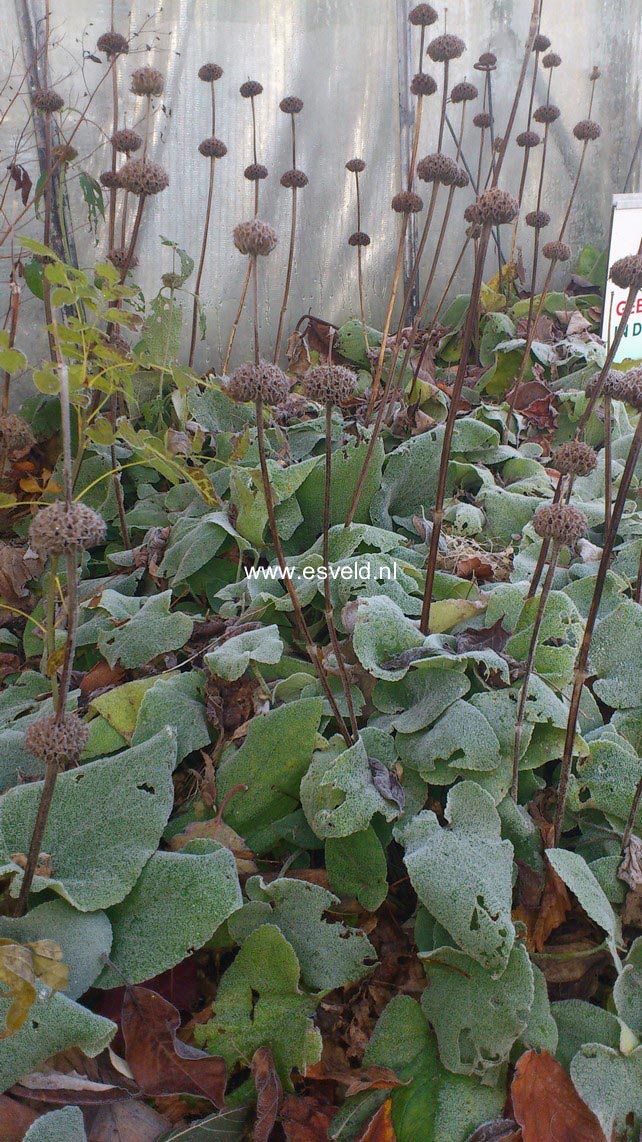 Phlomis russeliana