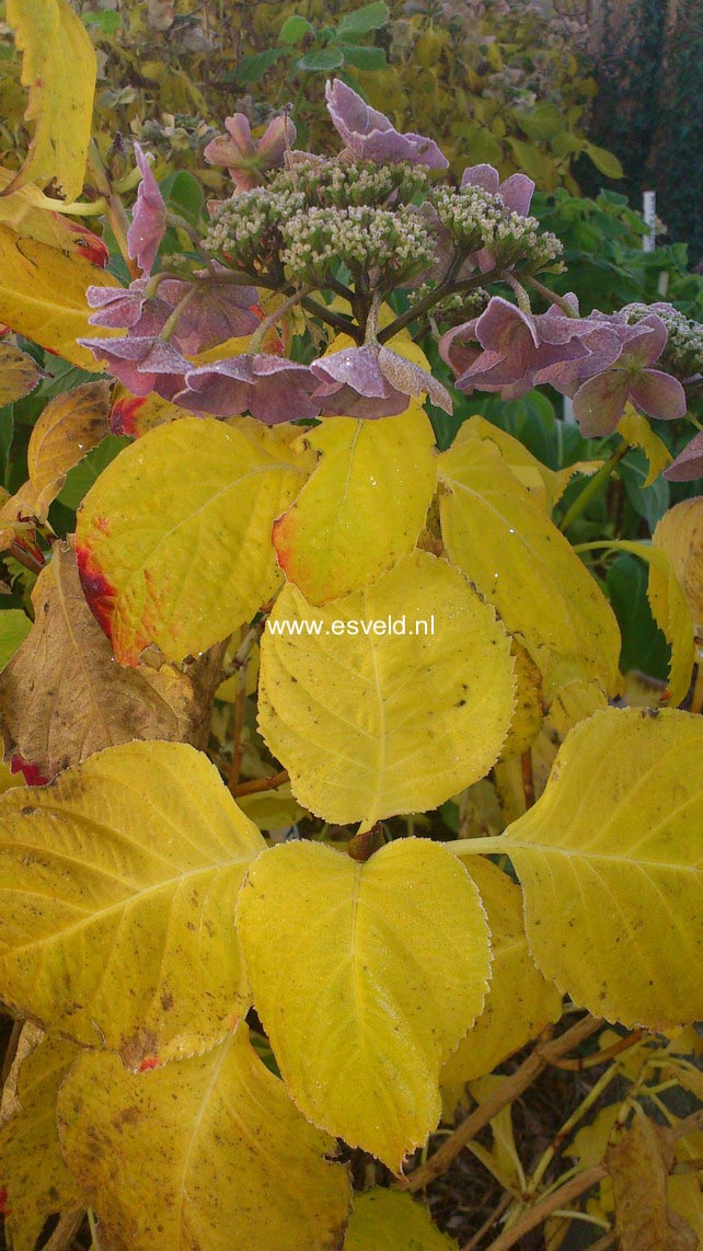 Hydrangea macrophylla 'Bergfink'