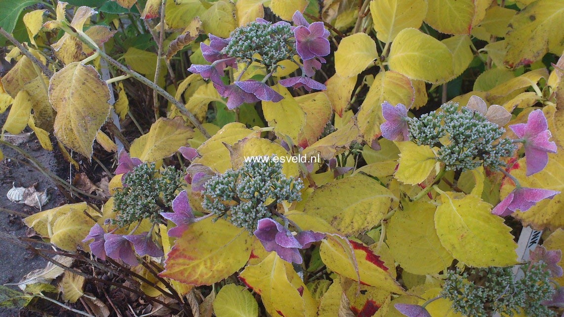 Hydrangea macrophylla 'Bergfink'