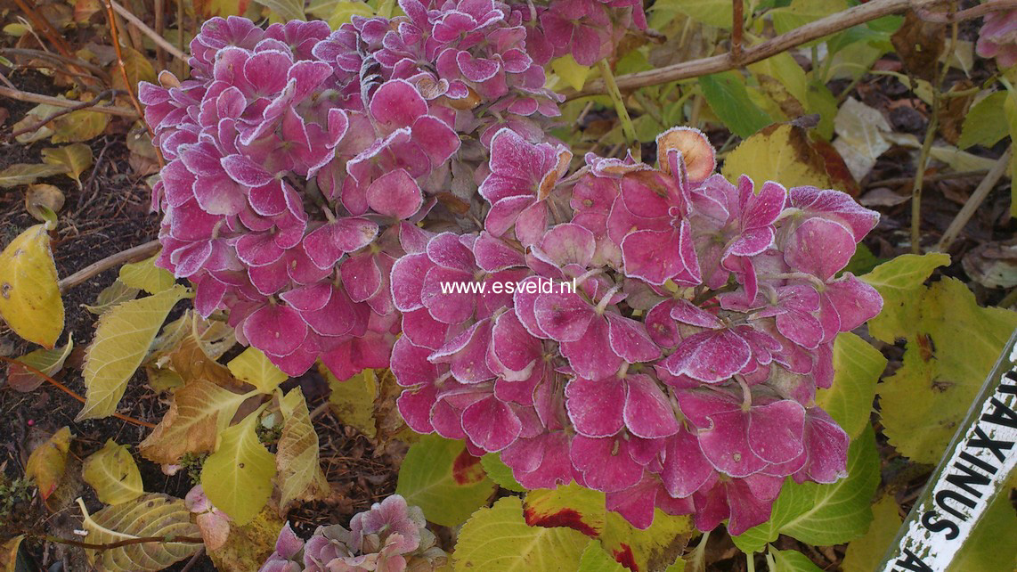 Hydrangea macrophylla 'Forever Pink' (45216)