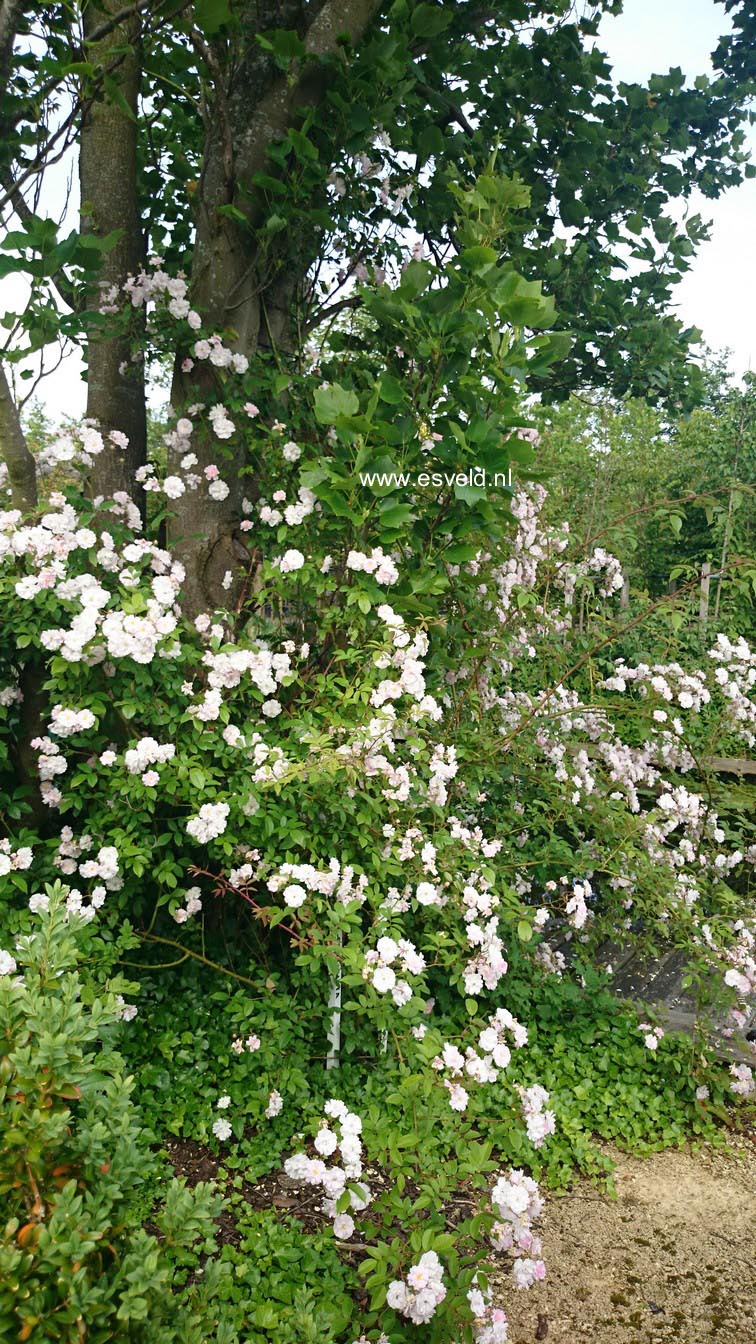 Rosa 'Lenalbi' (GUIRLANDE D'AMOUR)